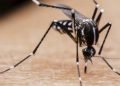 Desarrollan sistema para controlar mosquitos con cebo con olor a lluvia
