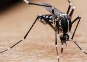 Desarrollan sistema para controlar mosquitos con cebo con olor a lluvia