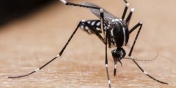Desarrollan sistema para controlar mosquitos con cebo con olor a lluvia
