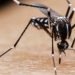 Desarrollan sistema para controlar mosquitos con cebo con olor a lluvia