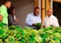Agricultura beneficia a 430 mil personas con ventas de plátano y guineo