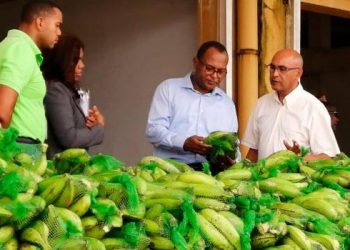 Agricultura beneficia a 430 mil personas con ventas de plátano y guineo