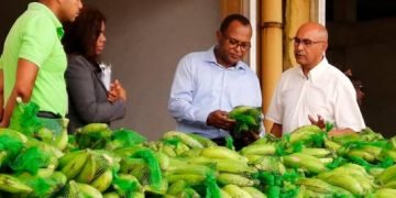 Agricultura beneficia a 430 mil personas con ventas de plátano y guineo