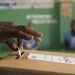Partidos denuncian irregularidad en comicios municipales de SD Norte