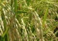 Importación de arroz disminuyó un 54.4% en marzo