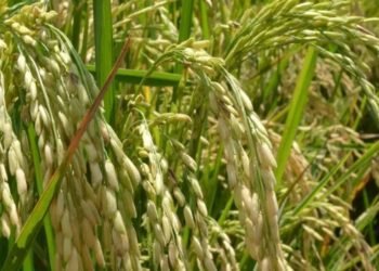 Importación de arroz disminuyó un 54.4% en marzo