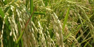 Importación de arroz disminuyó un 54.4% en marzo