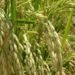 Importación de arroz disminuyó un 54.4% en marzo