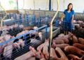 La porcicultura dominicana en tiempos de COVID-19 y con tasa cero