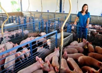 La porcicultura dominicana en tiempos de COVID-19 y con tasa cero