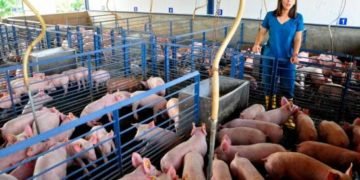 La porcicultura dominicana en tiempos de COVID-19 y con tasa cero