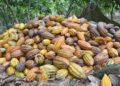 Exportación de cacao disminuyó un 19.71% en el primer trimestre