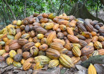 Exportación de cacao disminuyó un 19.71% en el primer trimestre