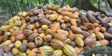 Exportación de cacao disminuyó un 19.71% en el primer trimestre