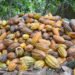 Exportación de cacao disminuyó un 19.71% en el primer trimestre