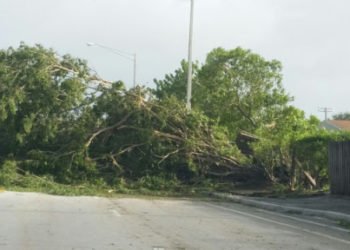 Ventarrones derriban árboles, postes y dejan sin electricidad región del Cibao
