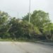 Ventarrones derriban árboles, postes y dejan sin electricidad región del Cibao