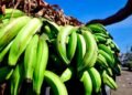 Recomiendan consumir otros víveres ante alto costo del plátano