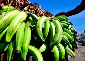 Recomiendan consumir otros víveres ante alto costo del plátano