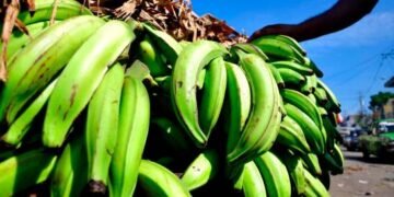 Recomiendan consumir otros víveres ante alto costo del plátano
