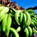 Recomiendan consumir otros víveres ante alto costo del plátano