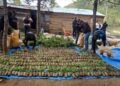 Decomisan cultivo de cientos de plantas de marihuana en Constanza