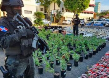Desmantelan invernaderos para el cultivo y empaque de marihuana en Santo Domingo Este