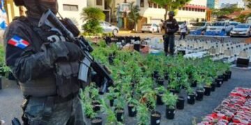 Desmantelan invernaderos para el cultivo y empaque de marihuana en Santo Domingo Este
