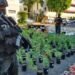Desmantelan invernaderos para el cultivo y empaque de marihuana en Santo Domingo Este