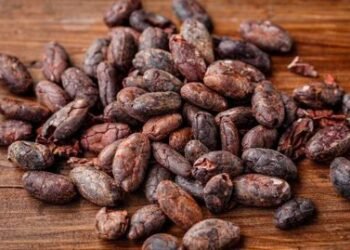 Del grano a la tableta, el cacao de Haití busca un lugar en el mercado