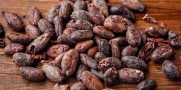 Del grano a la tableta, el cacao de Haití busca un lugar en el mercado