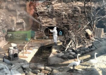 Corea del Sur sacrifica a 19 millones de aves tras un brote de gripe aviar