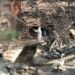 Corea del Sur sacrifica a 19 millones de aves tras un brote de gripe aviar