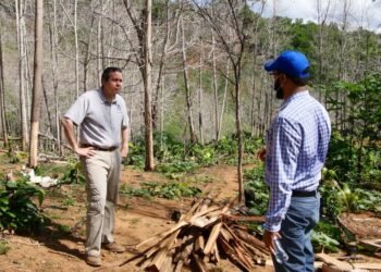 Someten a la justicia a hombre que taló más de 1,700 árboles en Yamasá
