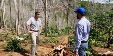 Someten a la justicia a hombre que taló más de 1,700 árboles en Yamasá