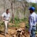 Someten a la justicia a hombre que taló más de 1,700 árboles en Yamasá