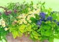 Las 10 mejores plantas medicinales, sus efectos y contraindicaciones