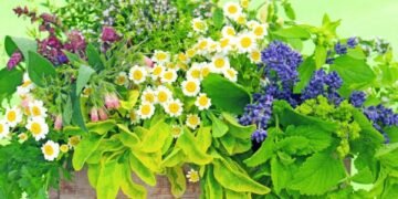 Las 10 mejores plantas medicinales, sus efectos y contraindicaciones