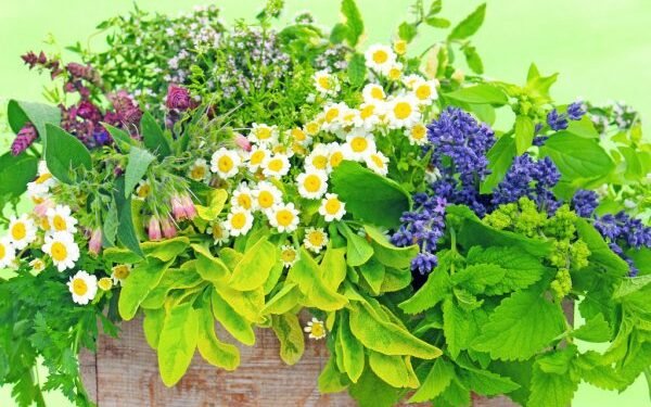 Las 10 mejores plantas medicinales, sus efectos y contraindicaciones