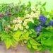 Las 10 mejores plantas medicinales, sus efectos y contraindicaciones