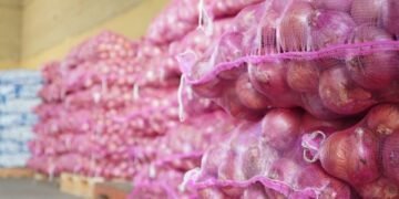 Inespre vende más de 6 mil quintales de cebolla a 10 pesos la libra