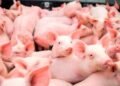 Sanidad Animal: carne de cerdo no representa peligro para el consumo humano