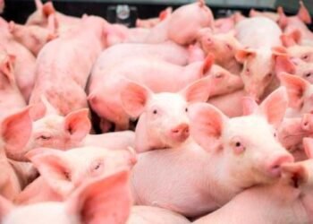 Sanidad Animal: carne de cerdo no representa peligro para el consumo humano