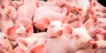 Sanidad Animal: carne de cerdo no representa peligro para el consumo humano