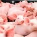 Sanidad Animal: carne de cerdo no representa peligro para el consumo humano
