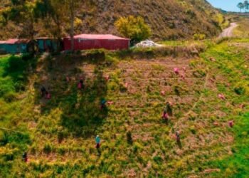 Culmina plazo para retiro de cosechas de ciclo corto en Parque Nacional Valle Nuevo