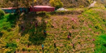 Culmina plazo para retiro de cosechas de ciclo corto en Parque Nacional Valle Nuevo