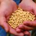 La soya de EE. UU. promueve, a través de la sostenibilidad, buena nutrición y salud global