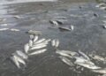 Floraciones de algas mató peces en presa Hatillo, según pesquisa