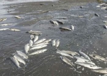Floraciones de algas mató peces en presa Hatillo, según pesquisa